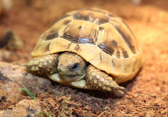 Tortue terrestre testudo graeca anamurensis