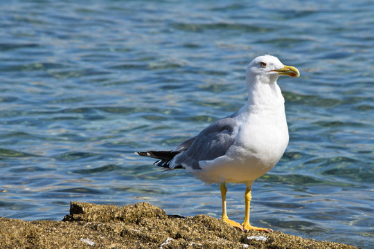 Detail of  European Herring Gull by Sea.