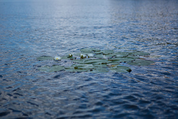 Lotus flower blooming on a lake