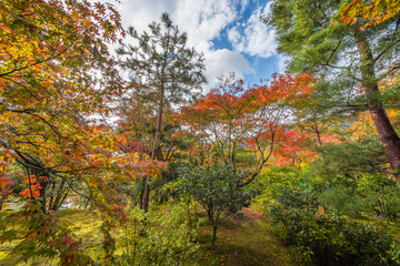 Japan, Kyoto Autumn beautiful maple tree with colorful autumn leaves