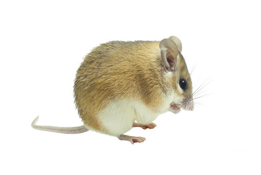 light yellow spiny mouse with white belly on a white background sits sideways to the viewer
