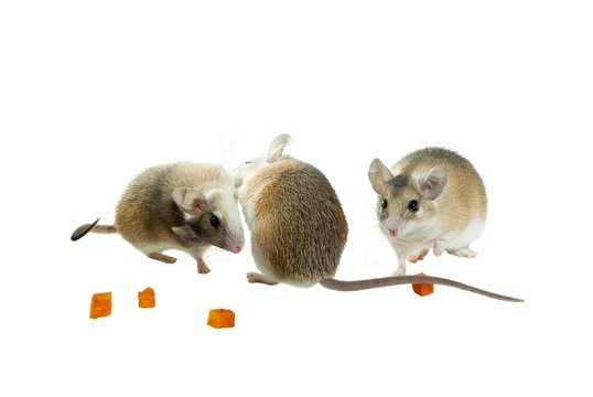 three light yellow spiny mouses with white bellys on a white background are playing among pieces of fruit or vegetables