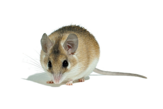 light yellow spiny mouse with white belly on a white background looks into frame