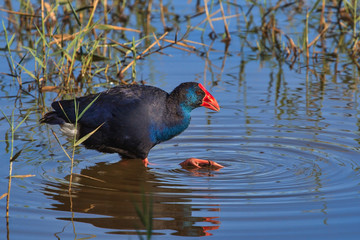 Seltenes Purpurhuhn watet durch Teich