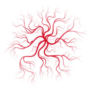 Human blood veins. Vessels vector illustration design, on white background