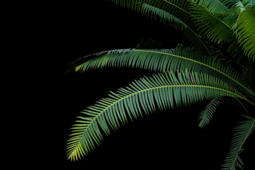 Green leaves of gum palm or giant dioon (Dioon spinulosum Dyer) the tropical cycad palm plant on black background, clipping path included.