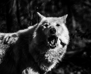 White Arctic wolf (Canis lupus arctosportrait) black and white