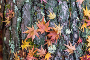the beautiful autumn color of Japan maple leaves in Maple corridor (Momiji Kairo) at autumn season,Kawaguchiko, Fujiyoshida, Yamanashi, Japan