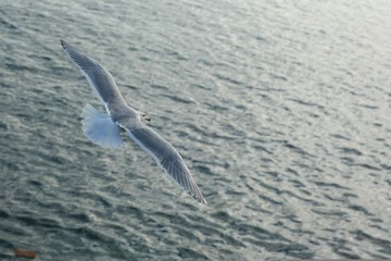 Seagull  flying over ocean