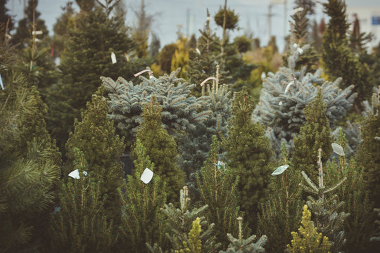 Horizontal image of Christmas trees in a plant nursery.