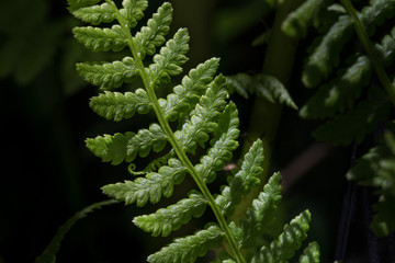 Fern Curl