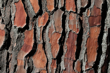 Pine tree bark pattern