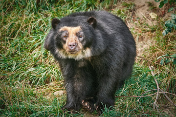 Asian Black Bear