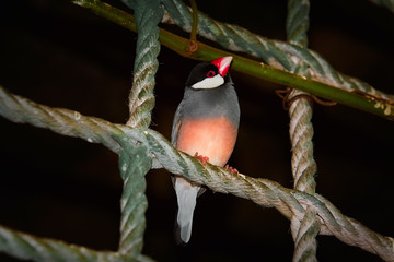 Java Sparrow (Lonchura Oryzivora)