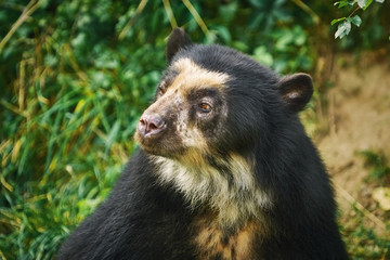 Asian Black Bear