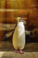 Southern Rockhopper Penguin
