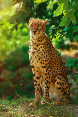 Cheetah (Acinonyx Jubatus)
