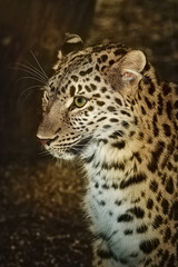 Obraz na płótnie Canvas Leopard (Panthera Pardus)