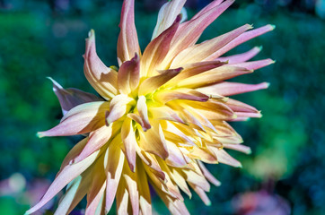 Colorful Dahlia flower