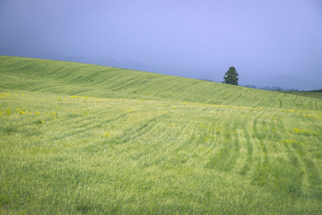 Obraz premium Beautiful landscape. Green summer field on blue sky before the thunderstorm