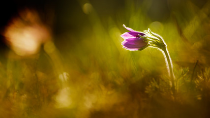 Küchenschelle © Rainer