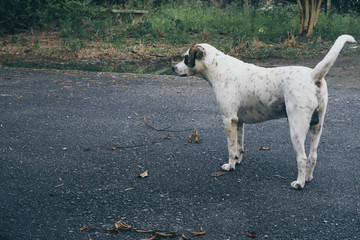 Rear view of a thai way white dog puppy alone on the parks., white dog looking out to female dog., lonely concept 