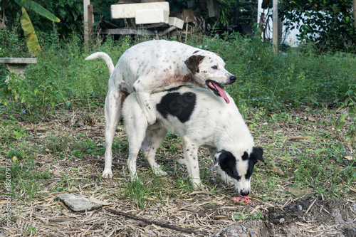Sex mating images