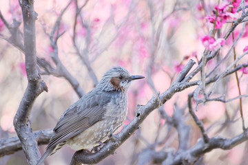 ヒヨドリと紅梅