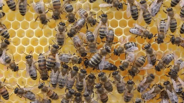 Life and reproduction of bees.
Queen bee moves honeycombs.