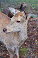 candid shot of a deer in nara japan