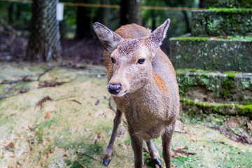 candid shot of a deer in nara japan