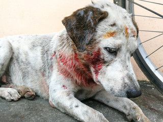 White dog injury after bite., Stray dog attack dog., white dog have blood after bite and hurt.