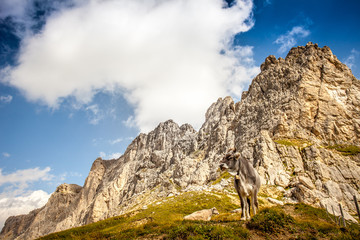 Cow grazing at the foot of vertical dolomitic wall, Settsass, Dolomites, Italy