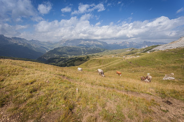 Fototapeta na wymiar Alpine dolomitic pasture, Settsass, Dolomites, Italy