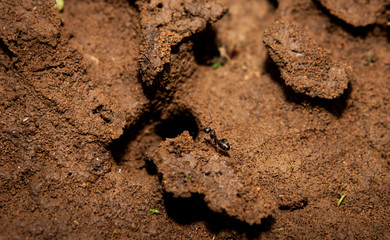FORMICA SOLITARIA