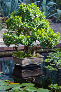 Bonsai Indian ficus (ficus indica) in garden