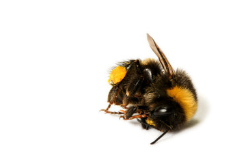 Tote Wildbiene, tote Hummel - dead bumblebee