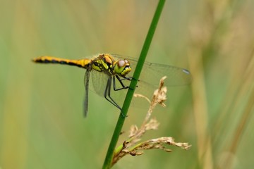 dragonfly