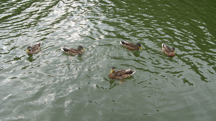 Ducks in green water.