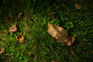 FOGLIE D'AUTUNNO