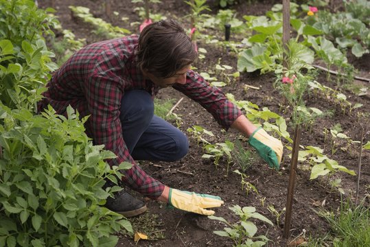 Man planting vegetable seedling