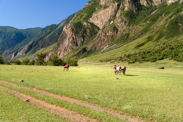 Horses grazing on the green meadow in Valley of Chulyshman river at the morning. Altai Republic. Russia