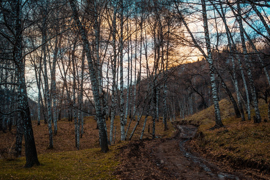 autemn , trees, sky