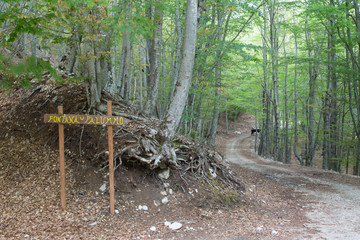 Sentiero al Monte Faiatella, Parco Nazionale del Cilento e Vallo di Diano, primavera 
