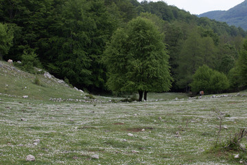 Panorama, due cavalli, Valle al Monte Faiatella, Parco Nazionale del Cilento e Vallo di Diano,...