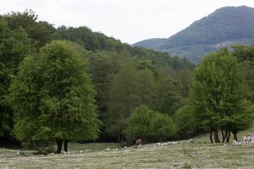 Panorama, cavallo, Valle al Monte Faiatella, Parco Nazionale del Cilento e Vallo di Diano,...