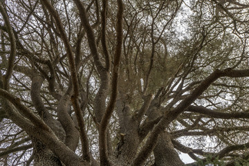 Cedars of Lebanon growing together looking up