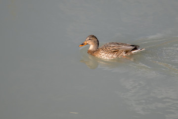 Female mallard duck swimming on a lake