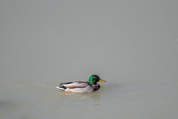 Obraz premium Male mallard duck swimming in a lake
