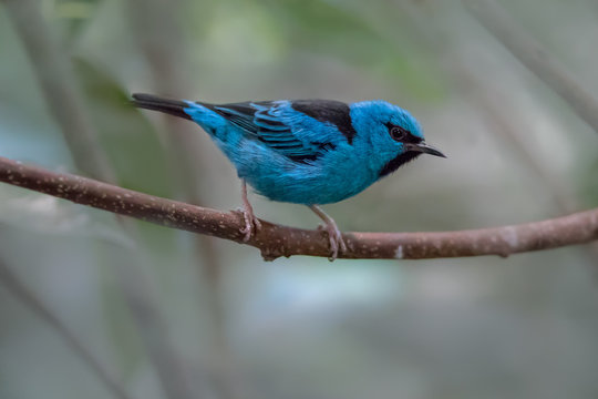 A Blue Dacnis perched on a branch in the rainforest